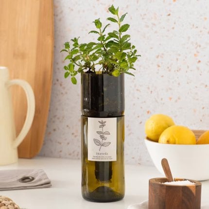 Potager d’intérieur bio en bouteille