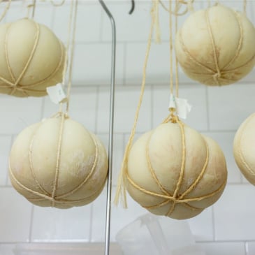 Fabriquez votre mozzarella artisanale Image 20522