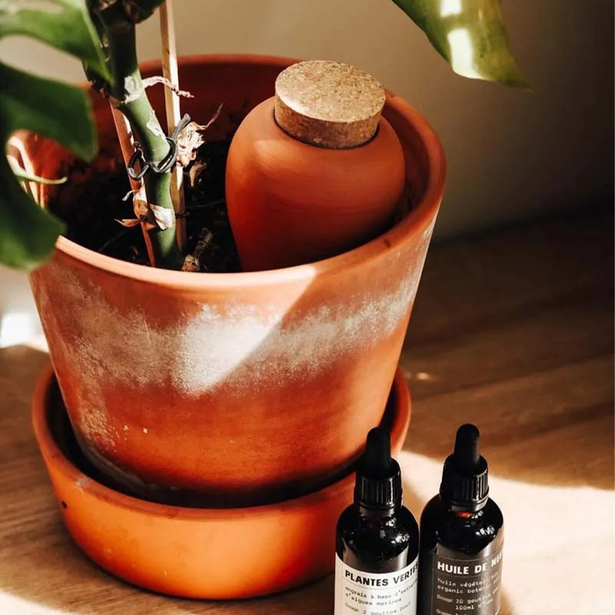 Réservoir d’eau naturel Pépin – Olla en céramique microporeuse, arrosage autonome et économe pour plantes