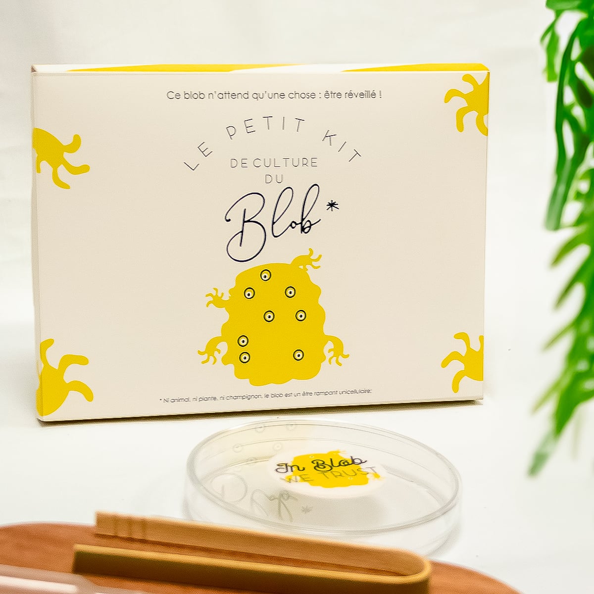 Kit Blob Vivant – 3 Blobs (jaune Et Orange) + Labyrinthe + Colorant + Guide Complet – élevage Français Premium