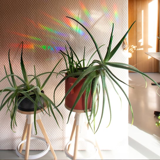 Stickers d’Arc-en-Ciel Botanopia – Autocollants décoratifs, suncatcher lumineux, repositionnable pour fenêtre