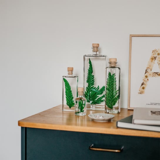 Idée cadeau à offrir à Noël - Plantes immergées - Les Raffineurs