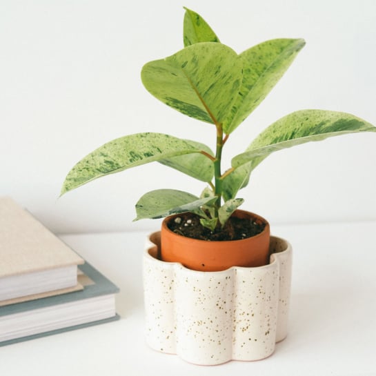 Pot à arrosage autonome – Pépin, pot en céramique microporeuse artisanal pour arrosage régulé, fabriqué au Portugal