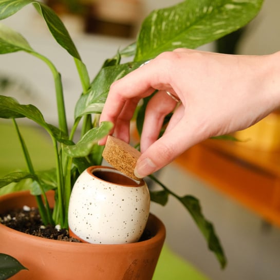 Set de 3 minis réservoirs d’eau – Pépin, ollas en terre cuite artisanales pour arrosage autonome de vos plantes