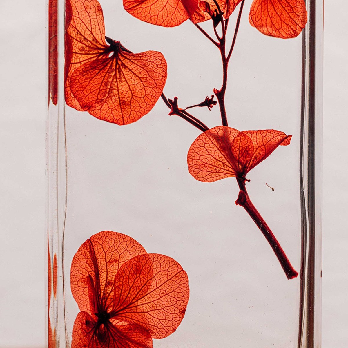 Fleurs immergées en flacon - Apothicaire vintage - Plantes préservées déco - Théophile Berthon - Made in France