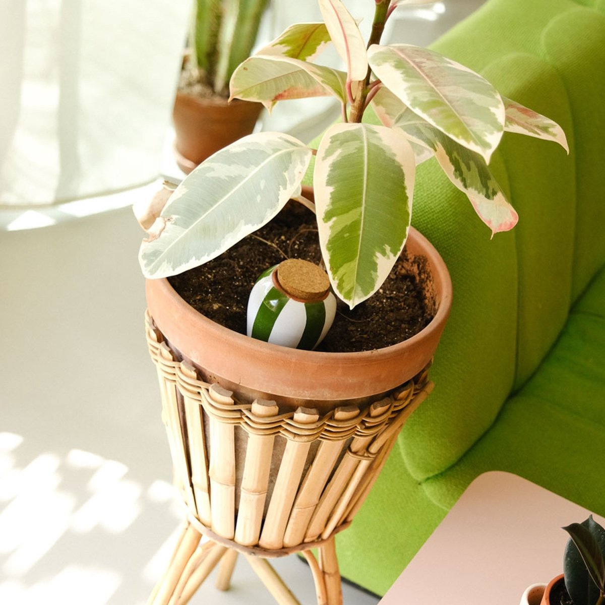 Réservoir d’eau naturel Pépin – Olla en céramique microporeuse, arrosage autonome et économe pour plantes