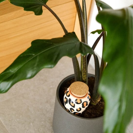 réservoir eau léopard