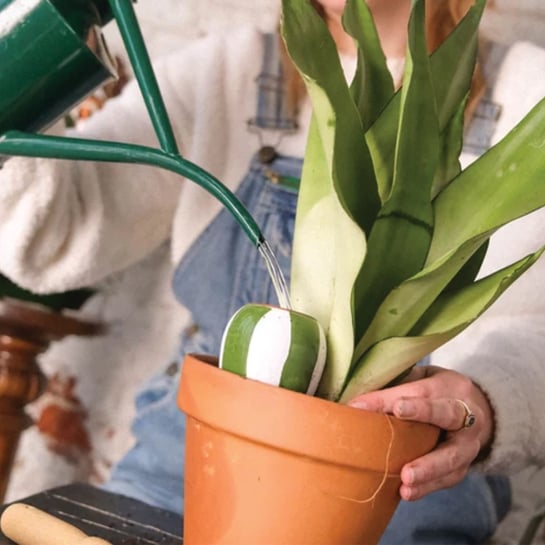 Set de 3 minis réservoirs d’eau – Pépin, ollas en terre cuite artisanales pour arrosage autonome de vos plantes