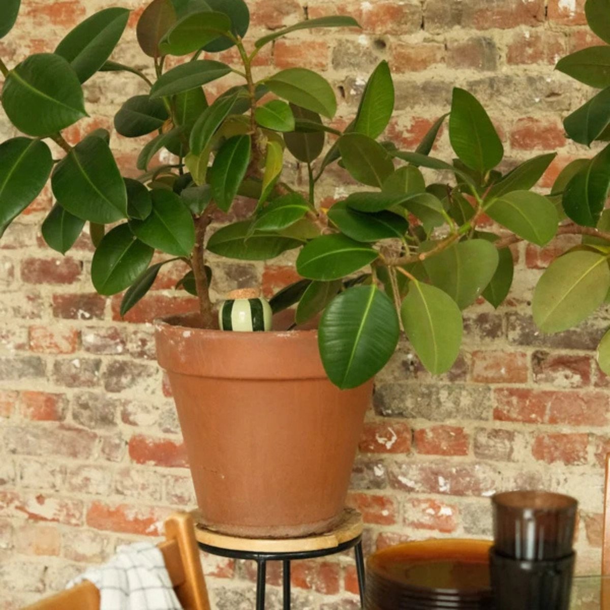 Réservoir d’eau naturel Pépin – Olla en céramique microporeuse, arrosage autonome et économe pour plantes