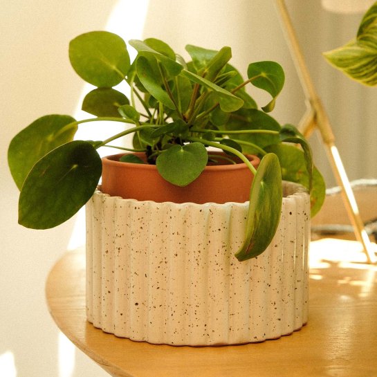 Pot décoratif pour plante d’intérieur moderne
