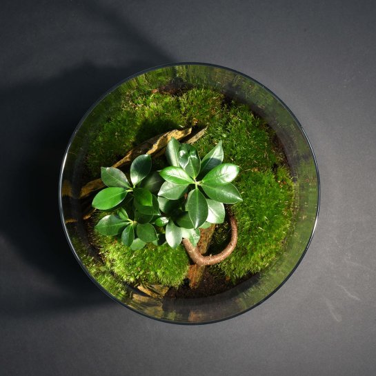 Un terrarium à composer soi-mêm