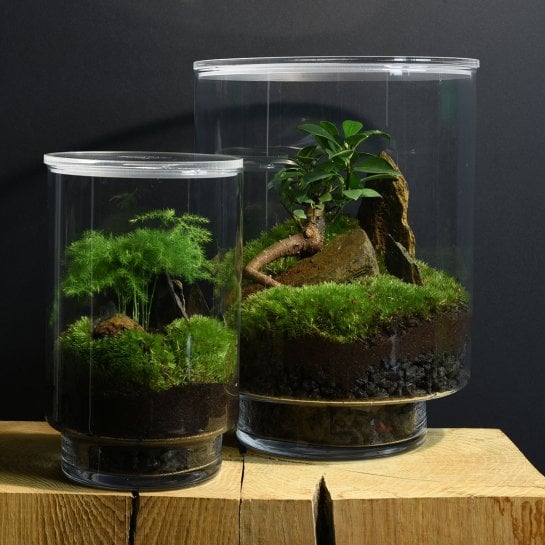 Terrarium DIY Yamayama – Kit complet composer mini écosystème bocal verre, plante nécessitant peu d’entretien
