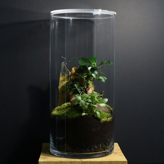 Un terrarium à composer soi-même
