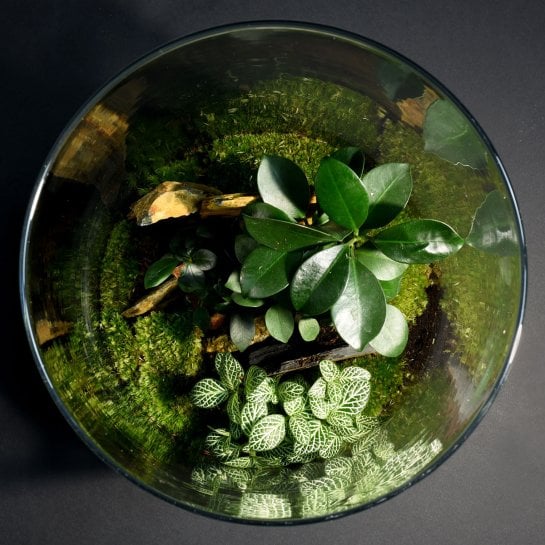 Terrarium DIY Yamayama – Kit complet composer mini écosystème bocal verre, plante nécessitant peu d’entretien