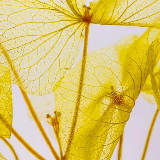 Fleurs immergées en flacon - Apothicaire vintage - Plantes préservées déco - Théophile Berthon - Made in France
