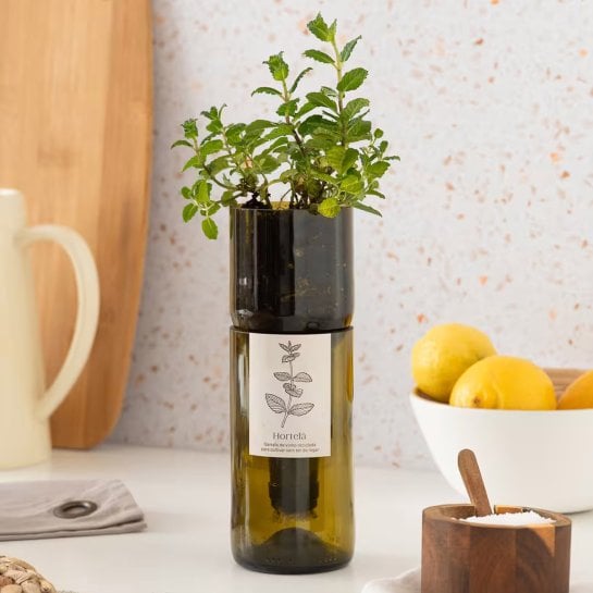 Potager d’intérieur bio en bouteille de vin recyclée avec système d’auto-arrosage