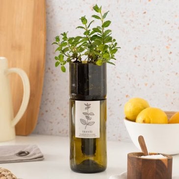 Potager d’intérieur bio en bouteille de vin recyclée avec système d’auto-arrosage