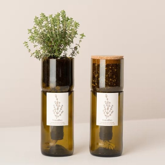 Herbes aromatiques à cultiver en bouteille dans une cuisine lumineuse ou un appartement