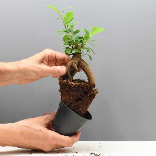 Un terrarium à composer soi-même