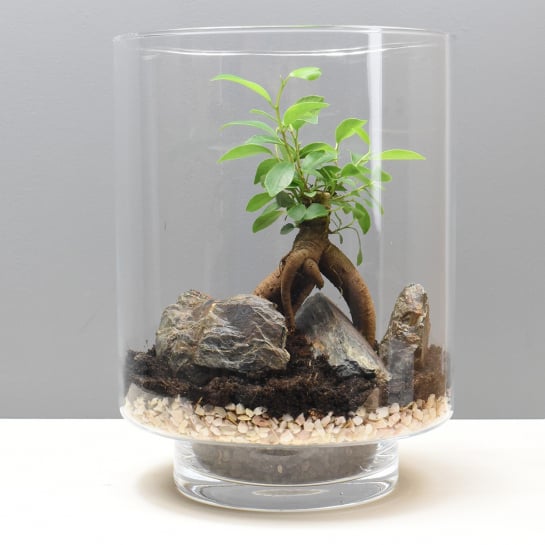 Un terrarium à composer soi-même