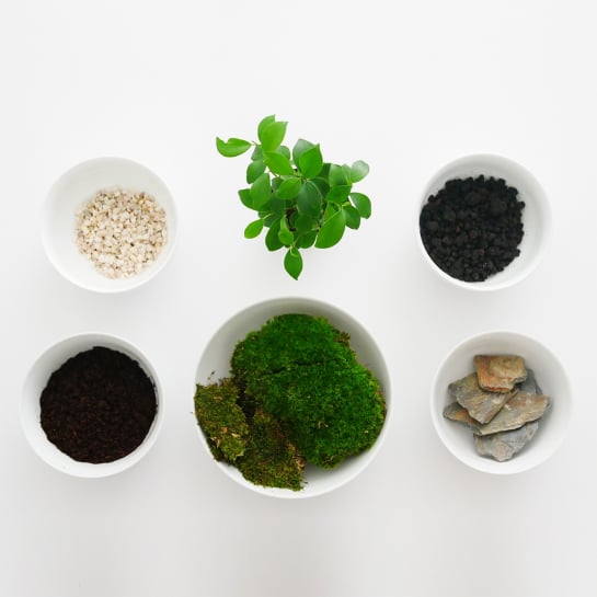 Un terrarium à composer soi-même