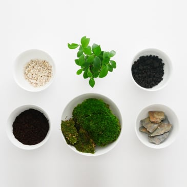 Un terrarium à composer soi-même (image 2)