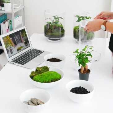 Un terrarium à composer soi-même
