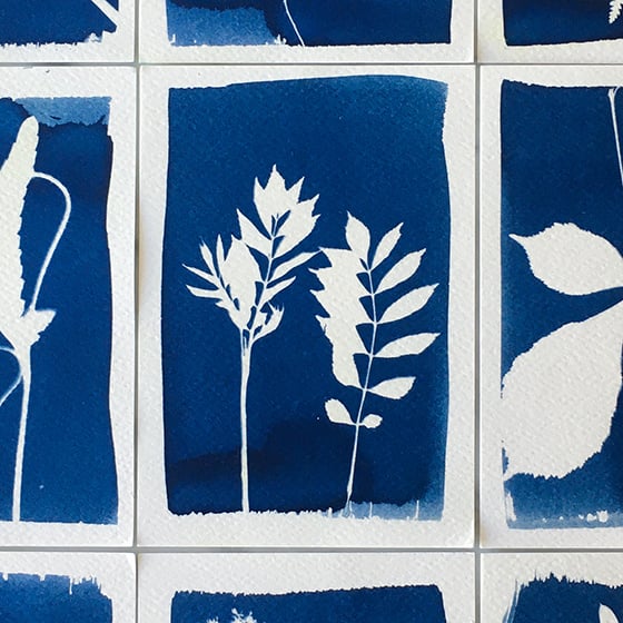 Le Kit de création de cyanotypes - Canard