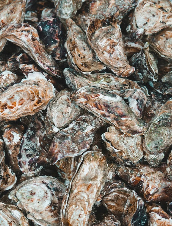 Produits en coquilles d'huîtres recyclées