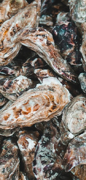 Produits en coquilles d'huîtres recyclées